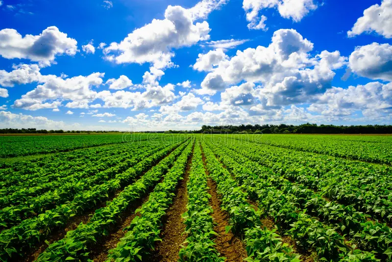 Agriculture 1